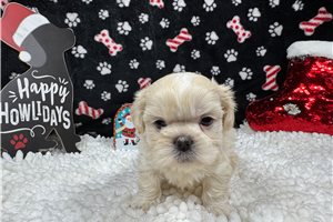 Goose - Shih Tzu for sale