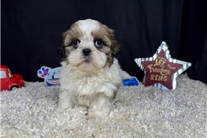 Omega - Shih Tzu for sale