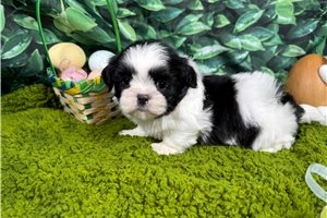 Grey - Shih Tzu for sale