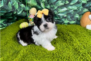 Gypsy - Shih Tzu for sale