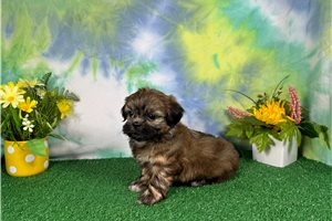Beta - Shih Tzu for sale
