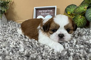 Geyser - Shih Tzu for sale