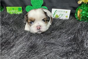 Tommy - puppy for sale