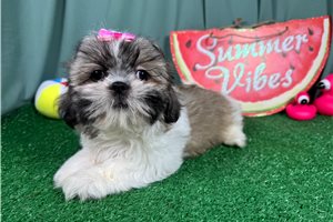 Octavia - Shih Tzu for sale
