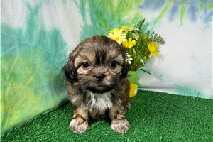 Bill - Shih Tzu for sale