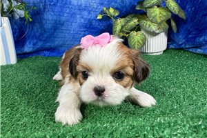 Brianna - Shih Tzu for sale