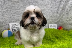 Omega - Shih Tzu for sale