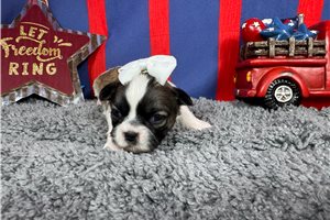Octavia - puppy for sale