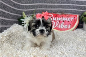 Octavia - Shih Tzu for sale