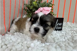 Octavia - Shih Tzu for sale