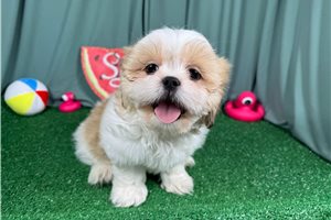 Omen - Shih Tzu for sale