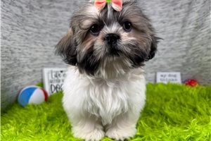 Octavia - Shih Tzu for sale