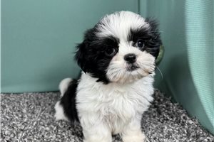 Pickles - Shih Tzu for sale