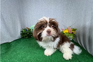 Gibson - Shih Tzu for sale