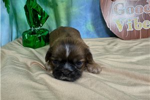 Bramble - Shih Tzu for sale