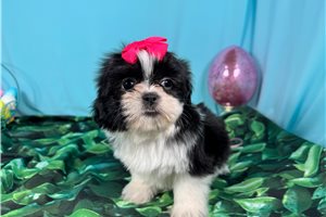 Diva - Shih Tzu for sale