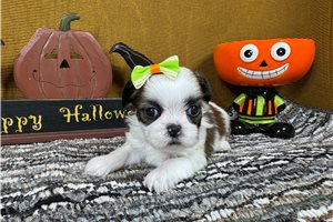 Pamela - Shih Tzu for sale