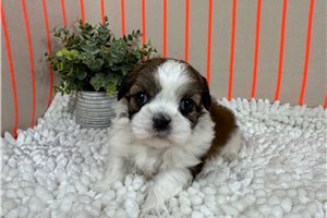 Omega - Shih Tzu for sale