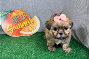 Geraldine - Shih Tzu for sale