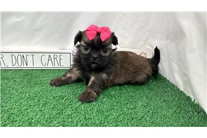 Maddie - puppy for sale