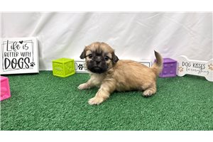 Malachi - puppy for sale