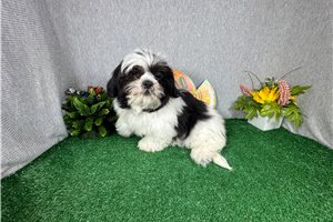 Pickles - Shih Tzu for sale