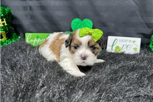 TigerLilly - Shih Tzu for sale