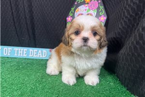 Nash - Shih Tzu for sale