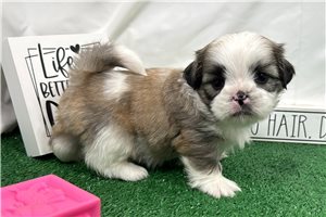 Maxwell - Shih Tzu for sale