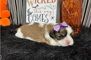 Nadia - puppy for sale