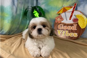 Omen - Shih Tzu for sale