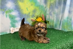 Bingo - puppy for sale