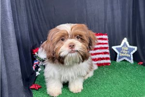 Gibson - Shih Tzu for sale