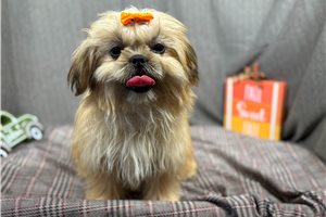 Maya - Shih Tzu for sale