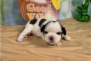 Brexlyn - puppy for sale