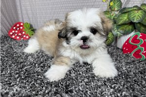 Dallas - Shih Tzu for sale