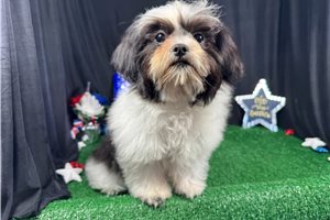 Pickles - Shih Tzu for sale