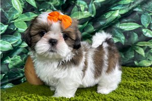 Tundra - Shih Tzu for sale