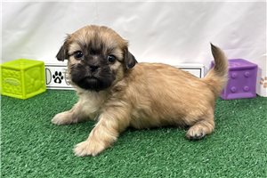 Malachi - Shih Tzu for sale