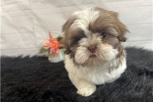 Marco - puppy for sale