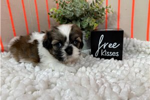 Ombre - Shih Tzu for sale