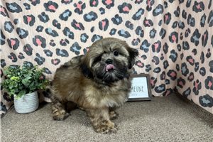 Beta - Shih Tzu for sale