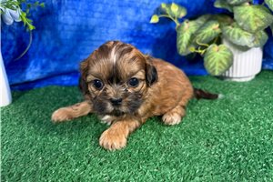 Bramble - Shih Tzu for sale