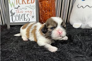 Nano - Shih Tzu for sale