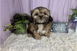 Bill - Shih Tzu for sale