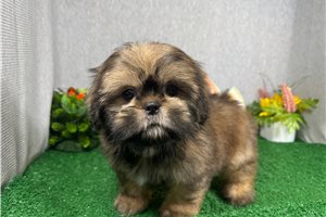 Keith - Shih Tzu for sale
