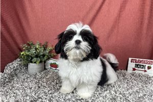 Pickles - Shih Tzu for sale