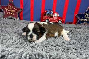 Ombre - puppy for sale