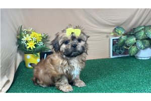 Bramble - Shih Tzu for sale
