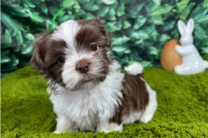 Gilroy - Shih Tzu for sale